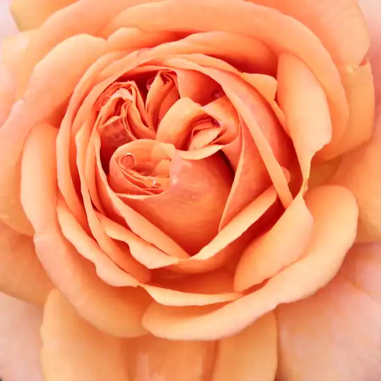 Trandafiri online - Portocaliu - trandafir englezesti - trandafir cu parfum intens - Rosa Ellen - David Austin - ,-